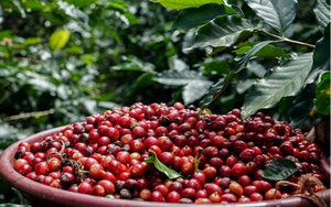 Giá cà phê còn có thể giảm khi nguồn cung hồi phục