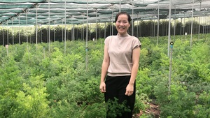 Lâm Đồng: Không trồng chè, cà phê như người ta, cô gái trẻ trồng toàn thứ lá lạ, cắt cành thu tiền tỷ
