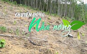 Chuyển động Nhà nông 24/6: Hơn 450ha cây chết vì nắng nóng, người trồng rừng ở Bắc Kạn điêu đứng