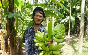 Loại cây ở Quảng Ngãi ra quả ngon, bổ dưỡng, xưa dùng tiến vua, nay đang lụi, nông dân lo