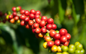 Giá cà phê hai sàn giảm mạnh trước áp lực thanh lý, cà phê nội cũng có tuần giảm