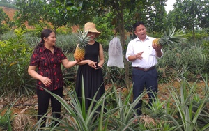 Đất đồi dốc ở Phú Thọ trồng cây ra thứ quả thơm khắp làng, cắn ngọt lịm, nhiều người tới xem