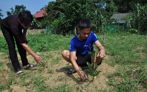 Đây là loại cây sâm mọc tốt tại Hà Giang, nông dân, doanh nghiệp cùng trồng, chia lợi nhuận