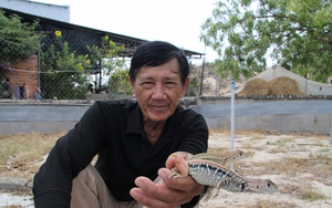 Nuôi con bò sát chạy thoăn thoắt trên cát, một nông dân Ninh Thuận bán 700.000 đồng/kg