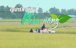 Chuyển động Nhà nông 27/6: Nông dân Kiên Giang phấn khởi với vụ lúa hè thu sớm trúng mùa, được giá