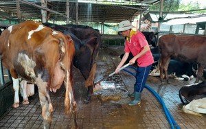 Huyện Củ Chi đang làm gì để giảm ô nhiễm môi trường trong chăn nuôi bò sữa?