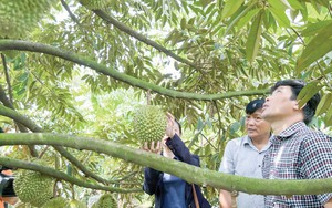 Loại quả đặc sản nào vừa 