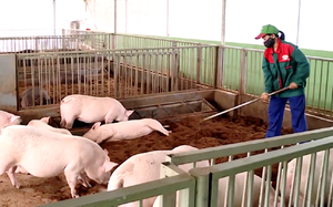 Nông dân 1 xã ở TP.HCM hào hứng đi học mô hình nuôi lợn không tắm, không dọn chuồng