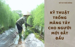 SỔ TAY NHÀ NÔNG: Kỹ thuật trồng măng tây cho người mới bắt đầu