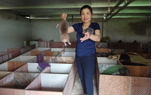 Một chị nông dân Nghệ An nuôi con đặc sản ham gặm đốt tre, đưa ảnh lên facebook, dân mạng like &quot;ầm ầm&quot;