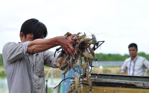Chuyên gia dự báo cơ hội cho xuất khẩu tôm Việt Nam sẽ xuất hiện trong tháng 8