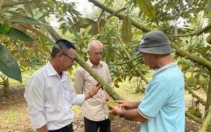 Đắk Lắk có 22.500ha trồng sầu riêng, vượt quy hoạch 7.500 ha, khuyến cáo không trồng ồ ạt