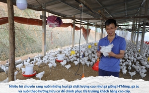 Giá gà mãi không "ngóc cổ dậy", nông dân chăn nuôi ở Lào Cai đang xoay sở kiểu gì?