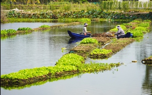 Chuyện lạ Long An, trồng rau tốt um trên bèo lục bình nổi trên sông, Tây Ninh đang muốn làm theo