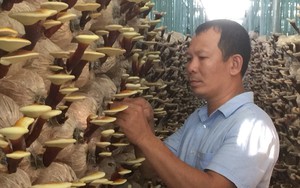 Một Hợp tác xã trồng nấm sạch ở Quảng Ngãi có nhiều sản phẩm đạt chuẩn OCOP 3 sao, 4 sao
