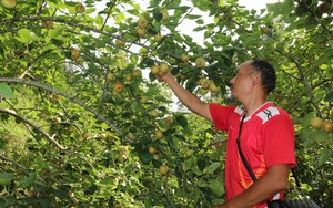 Mang cây lê Tai-nung về trồng ở xã vùng biên Lào Cai, anh nông dân người Mông hốt bạc ngay vụ đầu