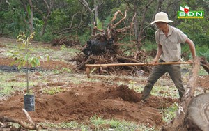 Trồng sầu riêng sau khi chặt, phá cây điều, ngành chức năng Đắk Nông cảnh báo điều này