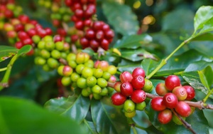 Giá cà phê kết thúc tuần tăng, dự báo "nóng" giá Robusta trong ngắn hạn