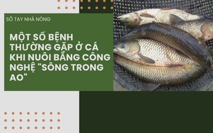 SỔ TAY NHÀ NÔNG: Một số loại bệnh thường gặp khi nuôi cá bằng công nghệ "sông trong ao"