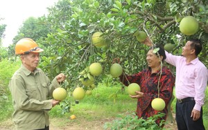 Tín dụng chính sách của Chính phủ đưa huyện Nam Đàn tiến đến nông thôn mới kiểu mẫu của Nghệ An