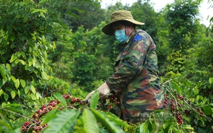 Giá cà phê tăng lên gần 62 triệu đồng/tấn, ai được hưởng lợi?