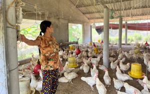 Giá trứng, gà thịt chạm đáy, nhiều chủ trang trại nuôi gà tại Nghệ An "cắn răng" chịu lỗ 