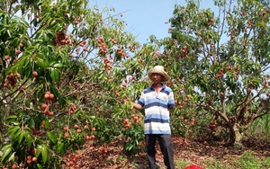 Trồng cây mắc ca, trồng cây vải thiều trên đất Phú Yên, ai ngờ cây nào cũng &quot;thi đua&quot; ra trái