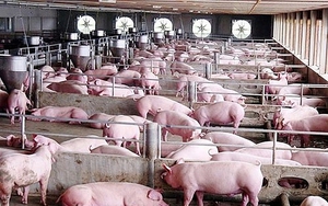 Lượng lợn đang khan, giá lợn hơi miền Bắc tạm thời tăng trở lại