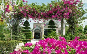 Vùng đất này ở Cà Mau, hàng rào, cổng nhà ngập trong sắc hoa bông trang, cây hoa giấy, đẹp như phim