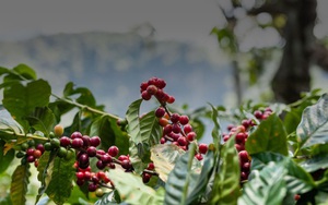 Robusta tăng vọt, giá cà phê trong nước tiến sát mốc 63.000 đồng/kg
