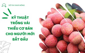 SỔ TAY NHÀ NÔNG: Kỹ thuật trồng vải thiều cơ bản cho người mới bắt đầu