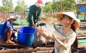 Nuôi cá đặc sản quý hiếm dưới sông ở Vĩnh Long, hễ bắt lên người ta trông thấy là đã muốn mua