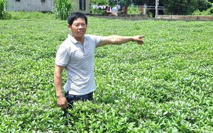 Sản xuất tinh dầu húng quế, mùi già, một nông dân Ninh Bình thu gần 500 triệu đồng