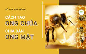 SỔ TAY NHÀ NÔNG: Mách bà con tách đàn ong mật đạt hiệu quả cao