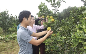 Tín dụng Ngân hàng Chính sách xã hội trồng cây ăn quả, nông dân Hà Tĩnh thu nhập cao