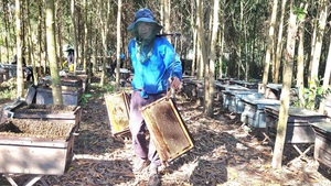 Nắng gần 40 độ C nhưng người nuôi ong "du mục" ở Hà Tĩnh vẫn cười tươi vì mật được mùa, giá bán ổn định
