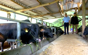 Nông dân Sơn La phát triển chăn nuôi gia súc theo hướng bền vững
