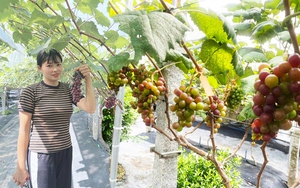 Nông thôn mới Đồng Tháp, dùng điện thoại chăm vườn nho trồng 7 giống khác nhau, cả làng phục lăn