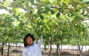 Ông nông dân tỷ phú Khánh Hòa trồng táo kiểu gì mà thiên hạ nhìn đâu cũng thấy trái, vườn đẹp như phim?