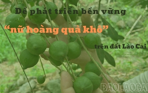 'Nữ hoàng quả khô' trên đất Lào Cai là cây gì mà nông dân kỳ vọng ghê gớm?