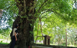 Cây cổ thụ ở một làng cổ nổi tiếng của Thừa Thiên Huế, ai vào làng đều tò mò muốn xem