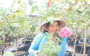 Bất ngờ, vô vườn trồng hoa hồng cổ thơm ngào ngạt của một cô bỏ nghề kế toán về làm nông dân ở Đồng Nai