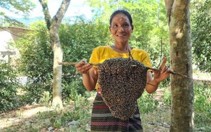 Cả xã này ở Quảng Bình chỉ duy nhất có một phụ nữ tay không bắt ong rừng lấy mật, 10 năm liên tục