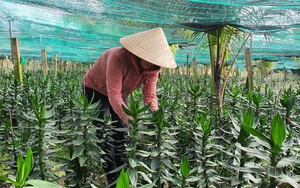 Vốn quỹ hỗ trợ nông dân Khánh Hòa đang quản lý gần 90 tỷ đồng