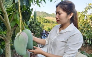 Dùng thuốc bảo vệ thực vật có trách nhiệm, nông dân trồng xoài, nhãn Sơn La tăng 150% lợi nhuận