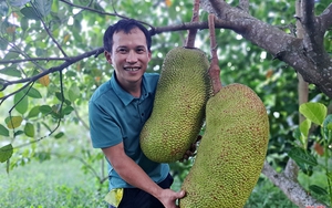 Vợ chồng trẻ Hà Tĩnh trồng la liệt cây ăn quả, bán cả ra nước ngoài, có trái mít to bự, thu về 700 triệu/năm
