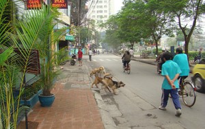 Chuyện chó thả rông ở Hà Nội và văn hóa ứng xử