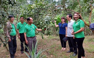 TT-Huế: Thêm 18 tổ hội nông dân nghề nghiệp được Hội Nông dân thành lập 