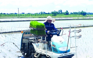 Ở một xã của tỉnh Thái Bình, 20 máy cấy cùng tiến công ra đồng, ào một cái xong hàng chục hecta lúa