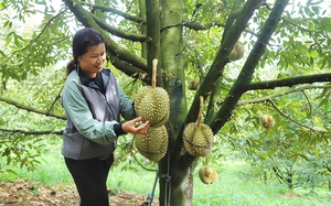 Trồng sầu riêng, thương lái vô tấp nập, toàn nhà thu tiền tỷ, ở nơi này của Lâm Đồng như &quot;làng tỷ phú&quot;